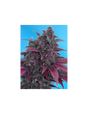 Dark Devil Auto 3+1 Semillas Sweet Seeds