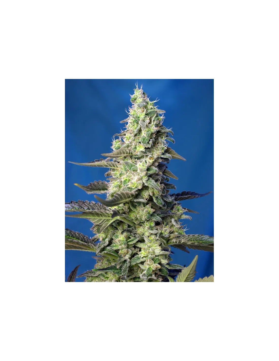 Green Poison XL Auto 3+1 Semillas Sweet Seeds
