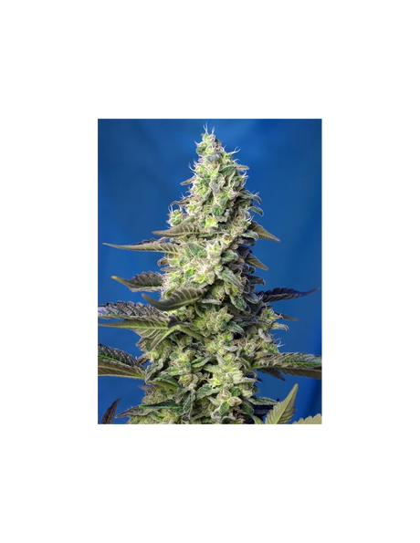 Green Poison XL Auto 3+1 Semillas Sweet Seeds