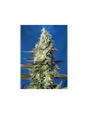 Green Poison XL Auto 3+1 Semillas Sweet Seeds