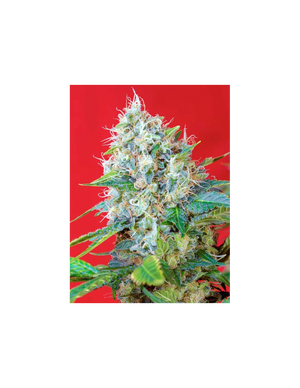 Green Poison 3+1 Semillas Sweet Seeds