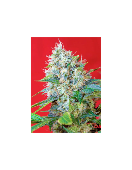 Green Poison 3+1 Semillas Sweet Seeds