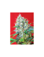 Green Poison 3+1 Semillas Sweet Seeds