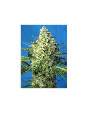 Jack 47 XL Auto 3+1 Semillas Sweet Seeds