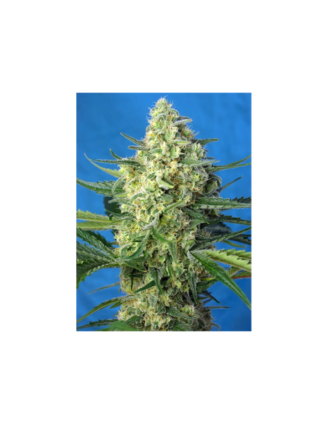Jack 47 XL Auto 3+1 Semillas Sweet Seeds