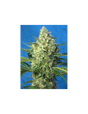 Jack 47 XL Auto 3+1 Semillas Sweet Seeds