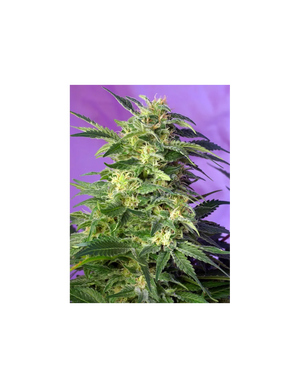 Killer Kush Auto 3+1 Semillas Sweet Seeds