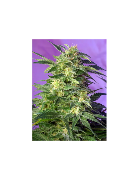 Killer Kush Auto 3+1 Semillas Sweet Seeds