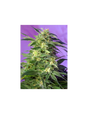 Killer Kush Auto 3+1 Semillas Sweet Seeds