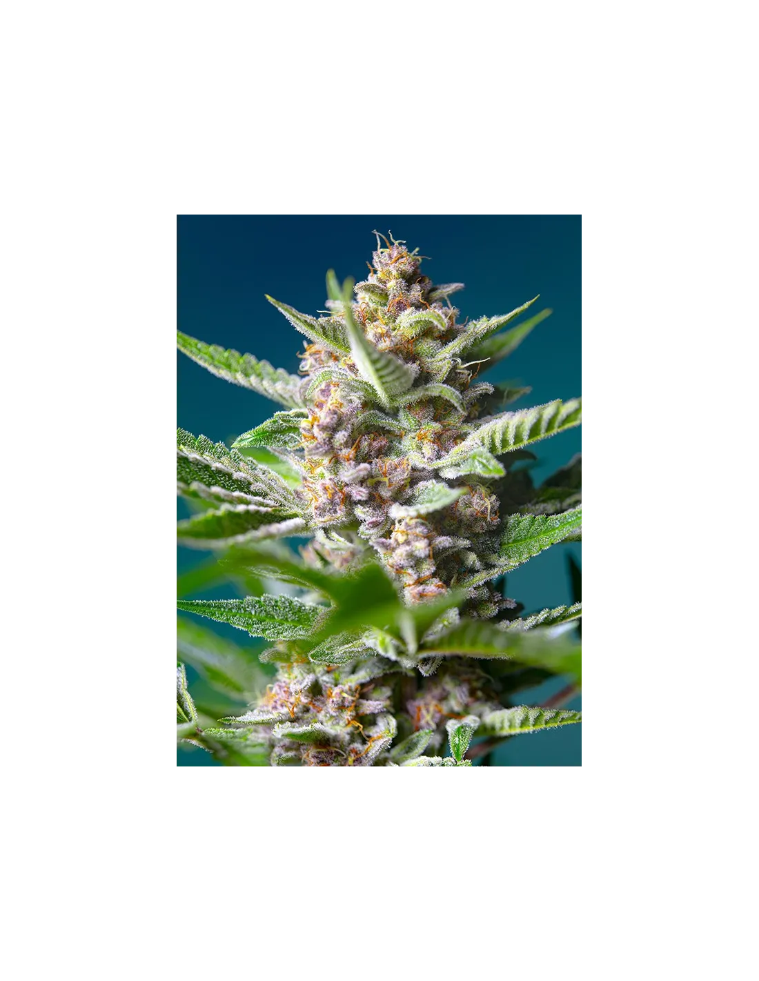Purple Punch Og 3+1 Semillas Sweet Seeds