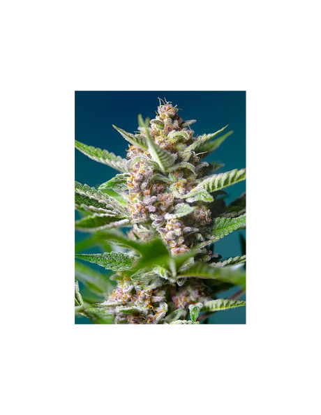 Purple Punch Og 3+1 Semillas Sweet Seeds