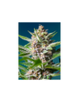 Purple Punch Og 3+1 Semillas Sweet Seeds