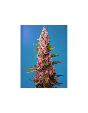 Red Hot Cookies 3+1 Semillas Sweet Seeds