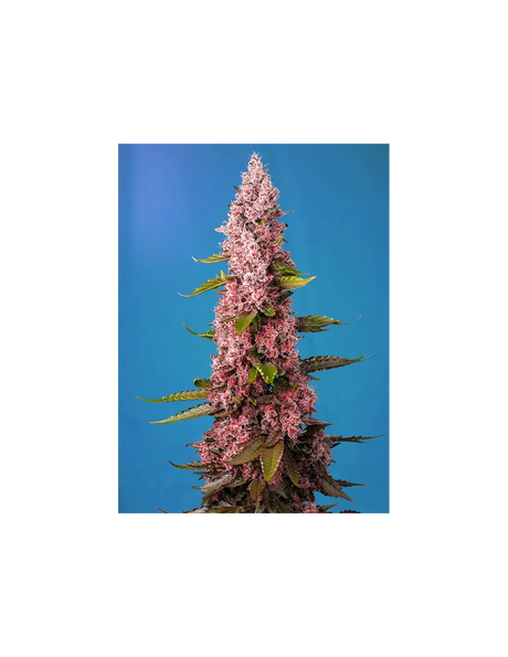Red Hot Cookies 3+1 Semillas Sweet Seeds
