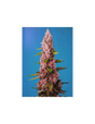 Red Hot Cookies 3+1 Semillas Sweet Seeds