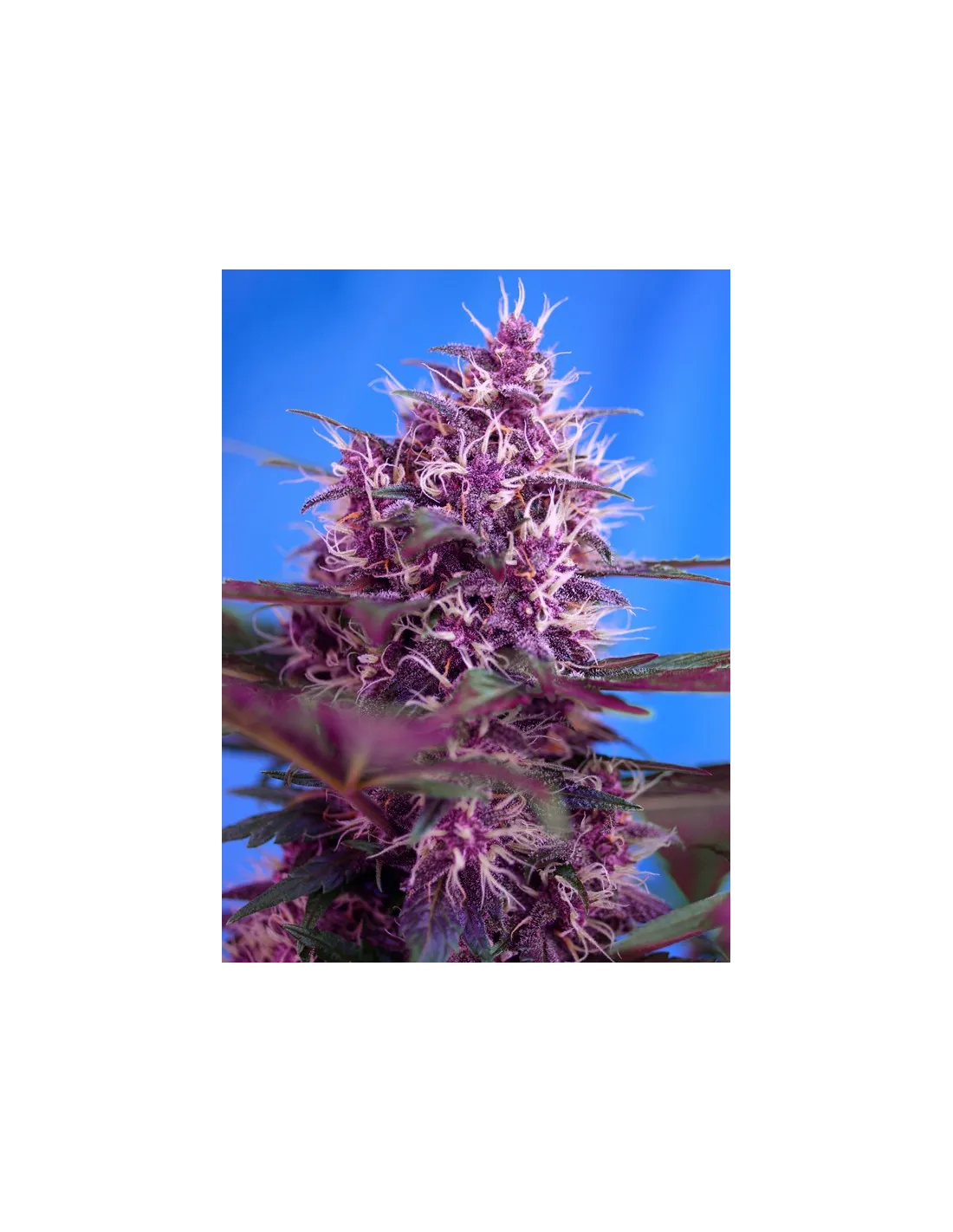 Red Poison Auto 3+1 Semillas Sweet Seeds