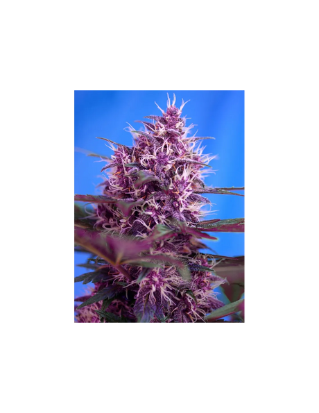 Red Poison Auto 3+1 Semillas Sweet Seeds