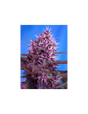Red Poison Auto 3+1 Semillas Sweet Seeds
