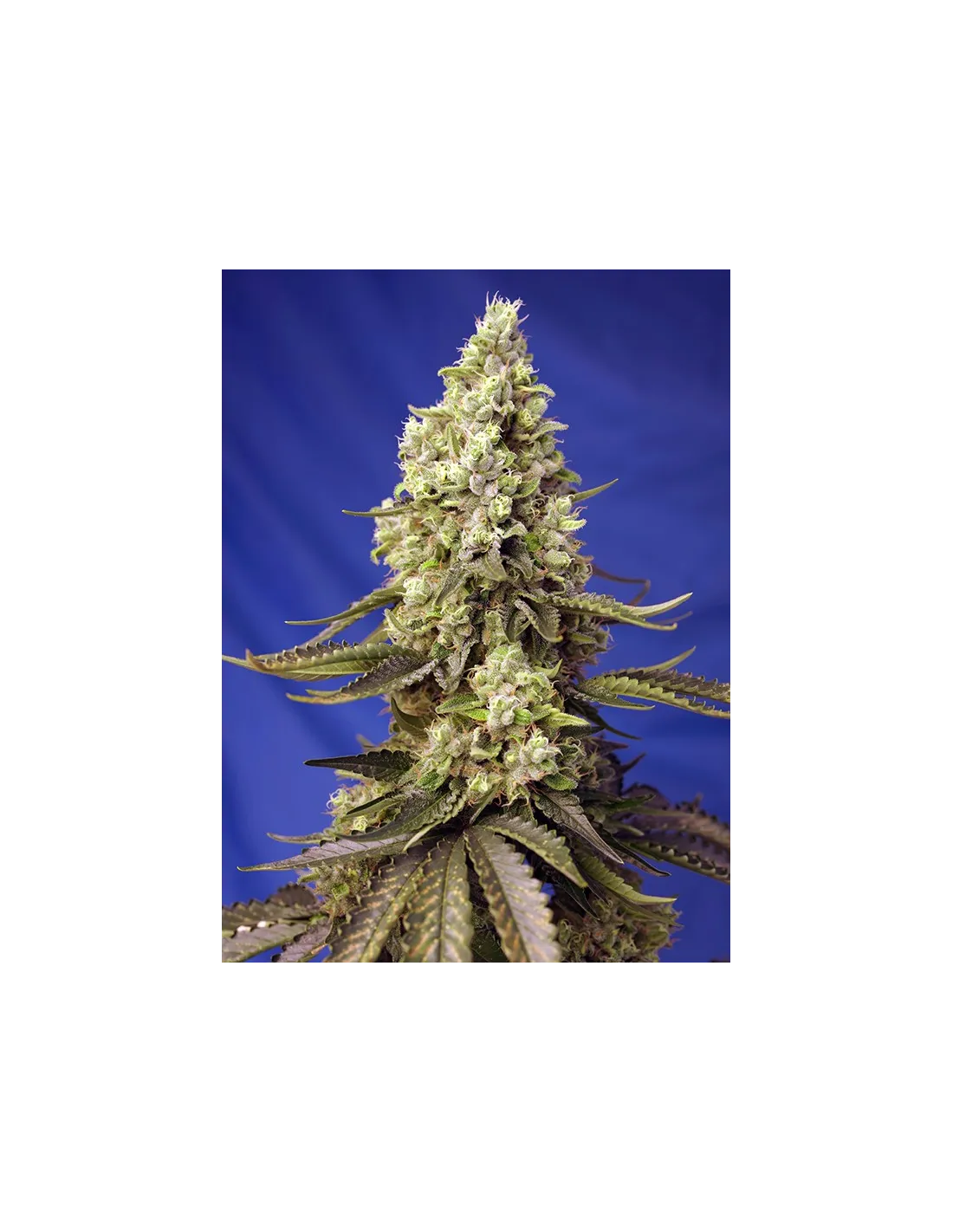 Runtz XL Auto 3+1 Semillas Sweet Seeds