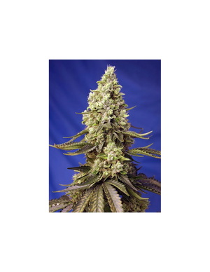 Runtz XL Auto 3+1 Semillas Sweet Seeds