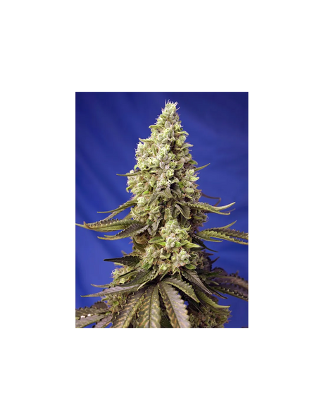 Runtz XL Auto 3+1 Semillas Sweet Seeds