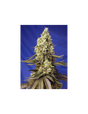 Runtz XL Auto 3+1 Semillas Sweet Seeds
