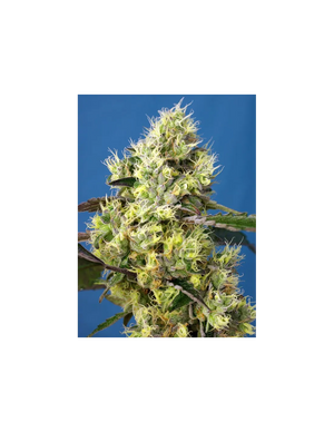 Sweet Gelato Auto 3+1 Semillas Sweet Seeds