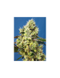 Sweet Gelato Auto 3+1 Semillas Sweet Seeds