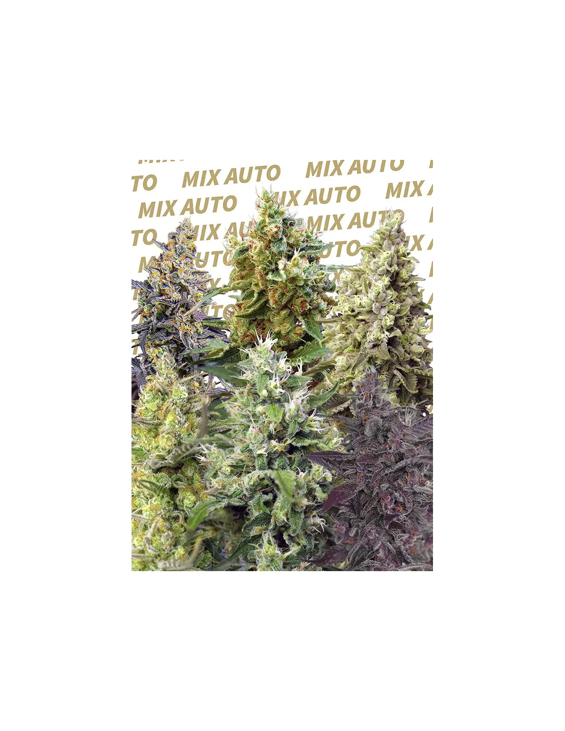 Sweet Mix Auto 10 Semillas Sweet Seeds