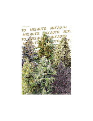 Sweet Mix Auto 10 Semillas Sweet Seeds