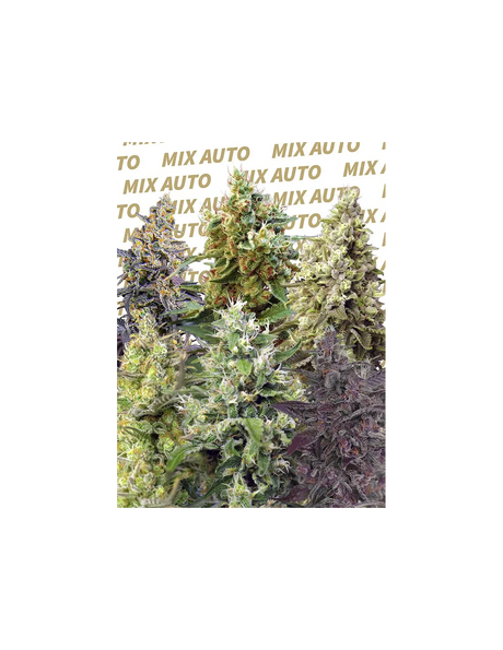 Sweet Mix Auto 10 Semillas Sweet Seeds