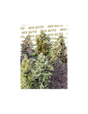 Sweet Mix Auto 10 Semillas Sweet Seeds