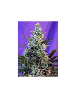 Sweet Skunk Auto 3+1 Semillas Sweet Seeds
