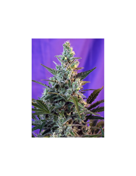 Sweet Skunk Auto 3+1 Semillas Sweet Seeds