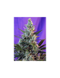 Sweet Skunk Auto 3+1 Semillas Sweet Seeds