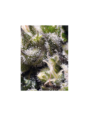 Cream Caramel Auto 3+1 Semillas Sweet Seeds