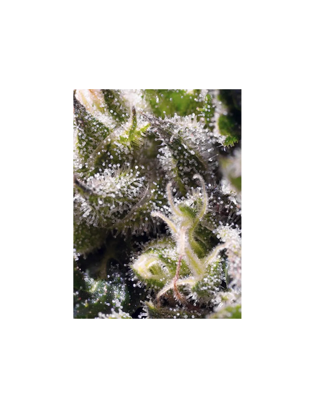 Cream Caramel Auto 3+1 Semillas Sweet Seeds