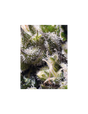 Cream Caramel Auto 3+1 Semillas Sweet Seeds