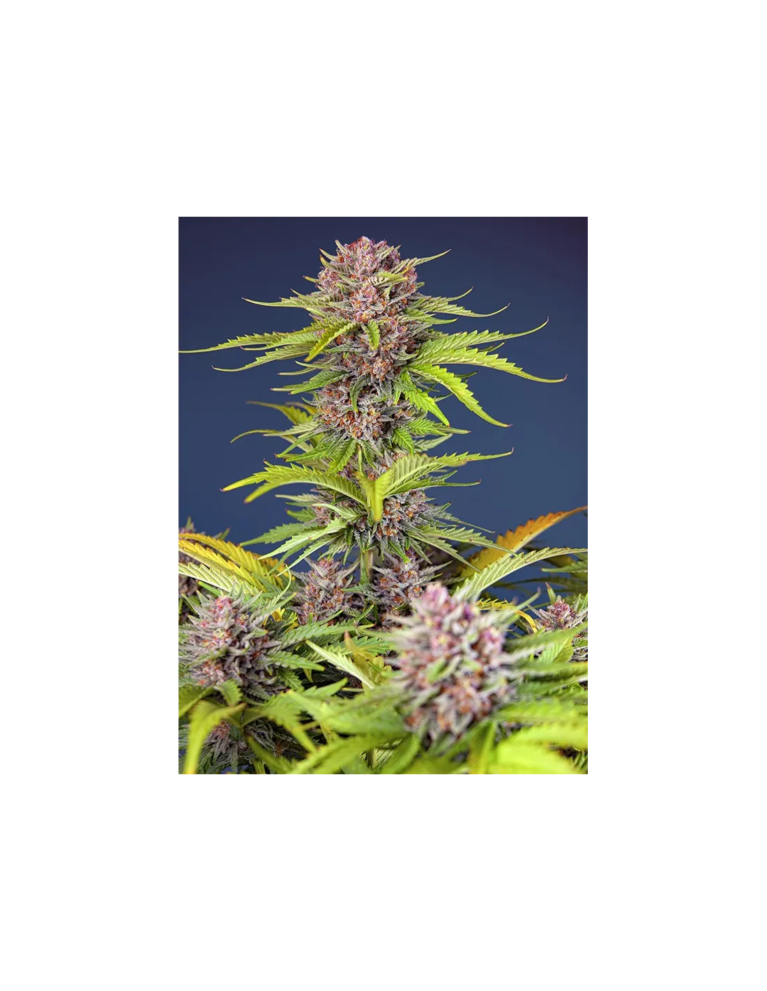 Mimosa Bruce Banner XL Auto 3+1 Semillas Sweet Seeds