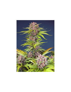 Mimosa Bruce Banner XL Auto 3+1 Semillas Sweet Seeds