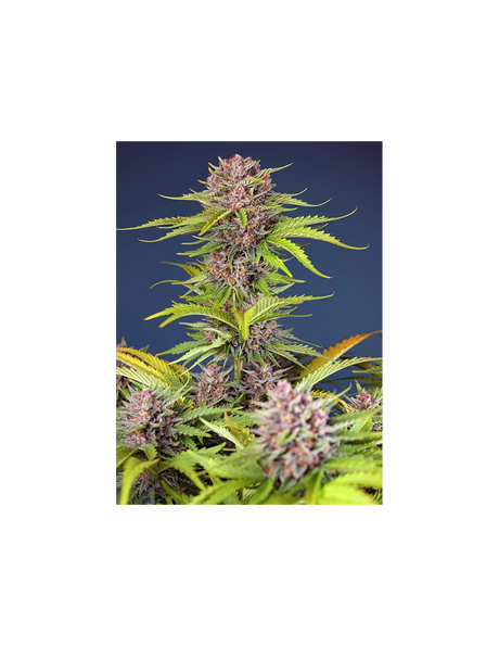 Mimosa Bruce Banner XL Auto 3+1 Semillas Sweet Seeds