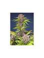 Mimosa Bruce Banner XL Auto 3+1 Semillas Sweet Seeds