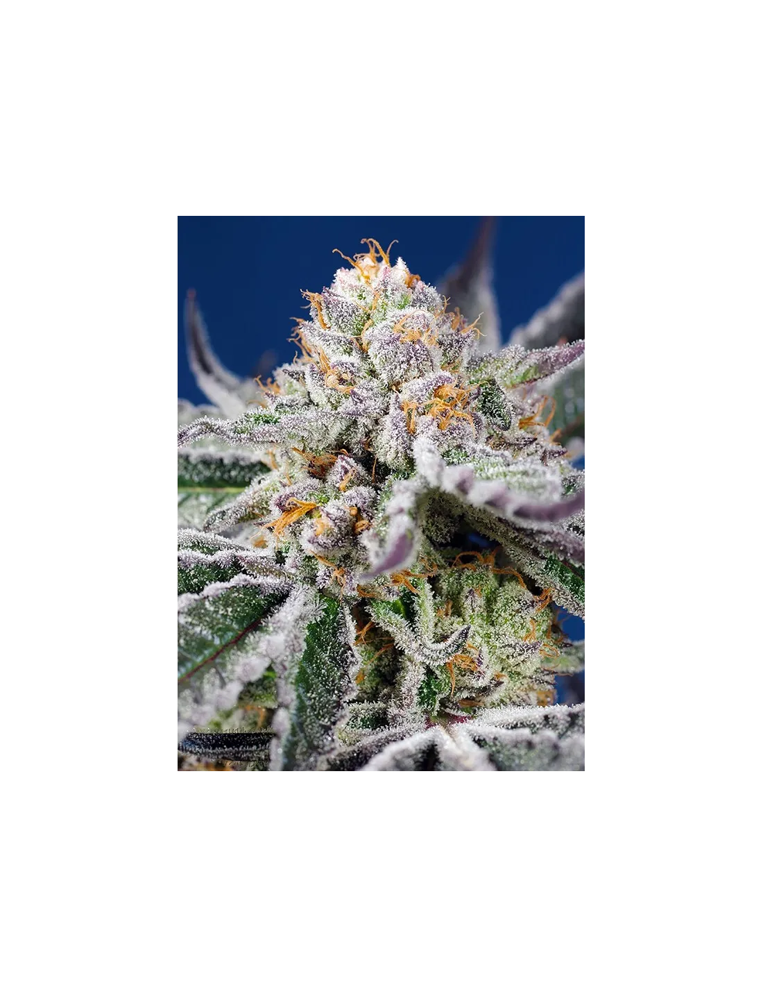 Orange Apricot Glue XL Auto 3+1 Semillas Sweet Seeds