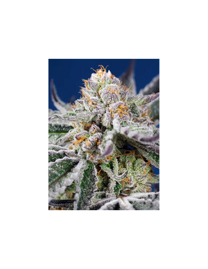 Orange Apricot Glue XL Auto 3+1 Semillas Sweet Seeds