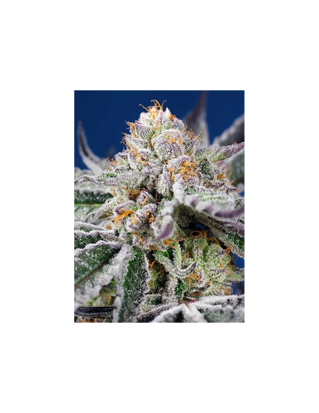 Orange Apricot Glue XL Auto 3+1 Semillas Sweet Seeds