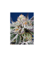 Orange Apricot Glue XL Auto 3+1 Semillas Sweet Seeds