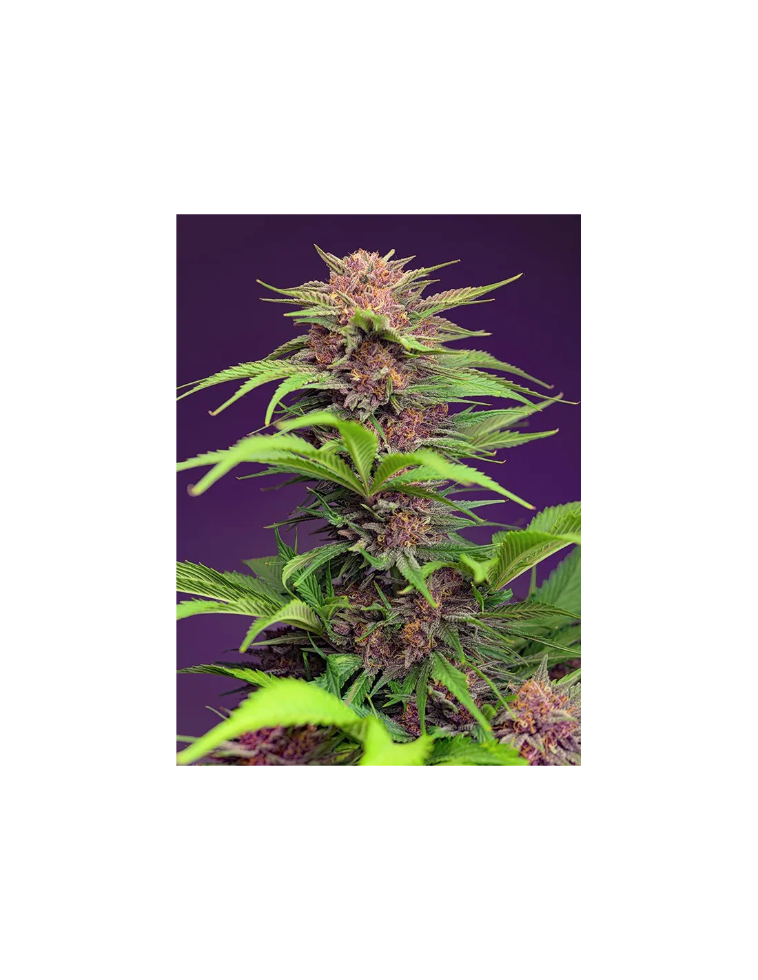 Red Mimosa XL Auto 3+1 Semillas Sweet Seeds