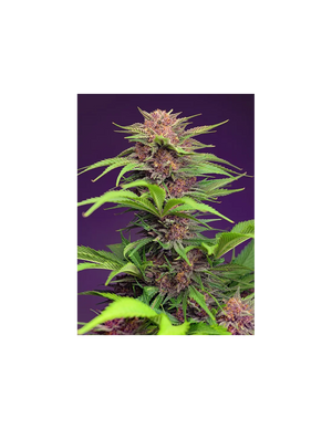 Red Mimosa XL Auto 3+1 Semillas Sweet Seeds