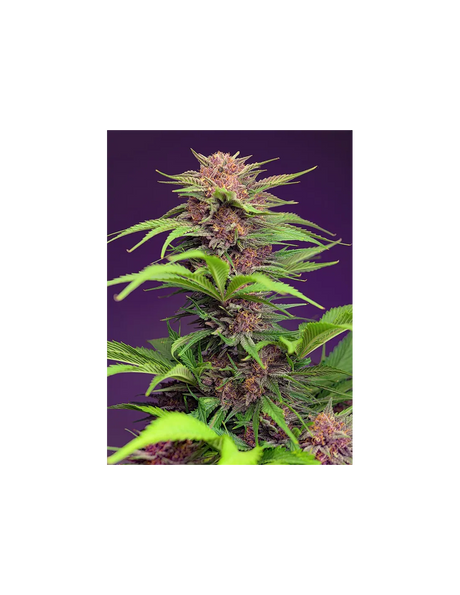 Red Mimosa XL Auto 3+1 Semillas Sweet Seeds