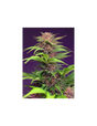 Red Mimosa XL Auto 3+1 Semillas Sweet Seeds